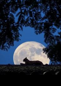 放慢月光(1v1 先婚后爱)