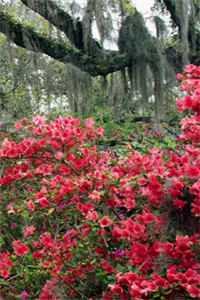 王妃世无双:摄政王他甘愿称臣精选全文