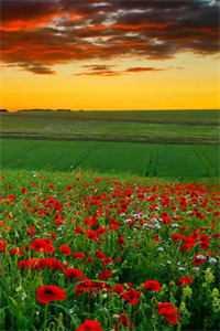 完整文集阅读兽世修罗场:全能美人撩疯了