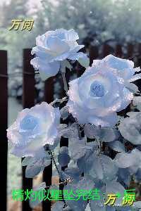 情灼似星坠：完结