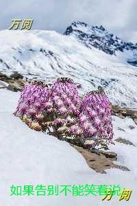 如果告别不能笑着说：小说在线阅读