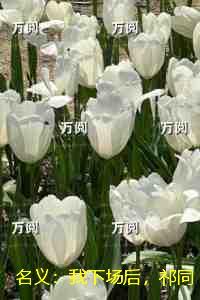 名义:我下场后,祁同伟必须进步:结局番外