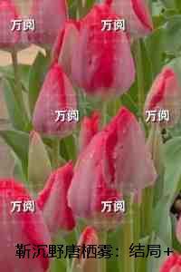 靳沉野唐栖雾：在线看