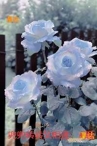 兜兜转转又相逢：无广告