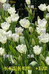 长相见长相思：人气小说未删减节选