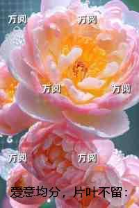 爱意均分，片叶不留：节选推荐