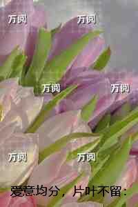 爱意均分，片叶不留：热文