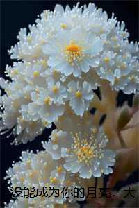 没能成为你的月亮:结局+番外宝藏文